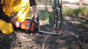 How Our Tree Care Process Works  in  Port Barre, LA